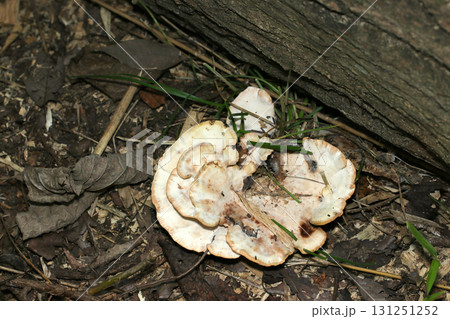 倒木の脇から大きく成長する汚れた生成り色のタマチョレイタケ属キノコ（自然下菌キノコ類マクロ撮影） 131251252