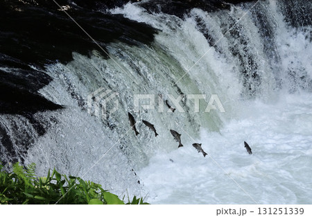 6月のさくらの滝サクラマス遡上 131251339