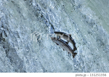 6月のさくらの滝サクラマス遡上 6月のさくらの滝サクラマス遡上 131251356