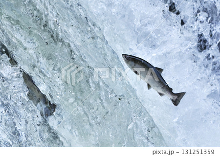 6月のさくらの滝サクラマス遡上 131251359