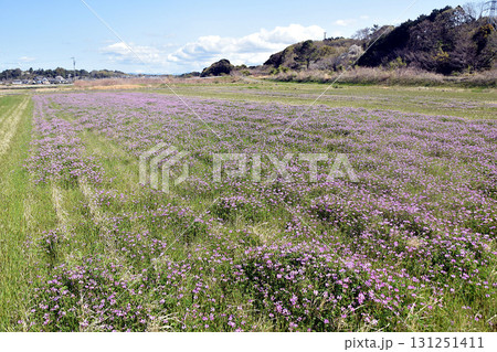 休耕田に広がるレンゲ畑 131251411