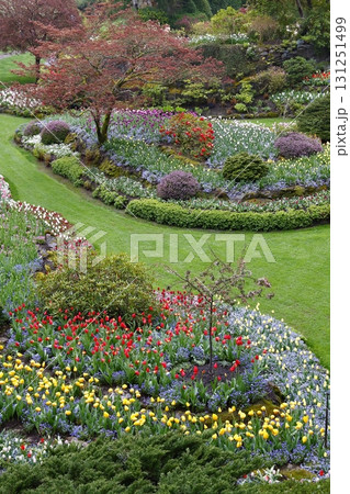 カナダ ブッチャードガーデンの色とりどりの花たち カナダ ブッチャードガーデンの色とりどりの花たち 131251499