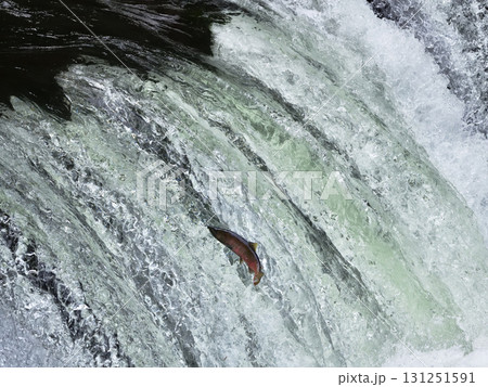 8月のさくらの滝サクラマス遡上 131251591