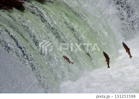 8月のさくらの滝サクラマス遡上 131251599