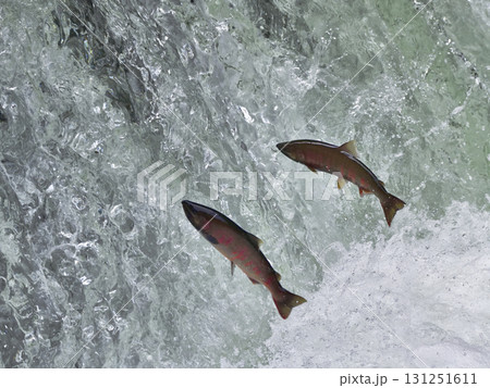 8月のさくらの滝サクラマス遡上 8月のさくらの滝サクラマス遡上 131251611