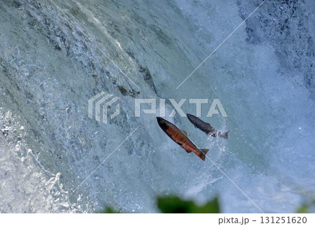 8月のさくらの滝サクラマス遡上 131251620