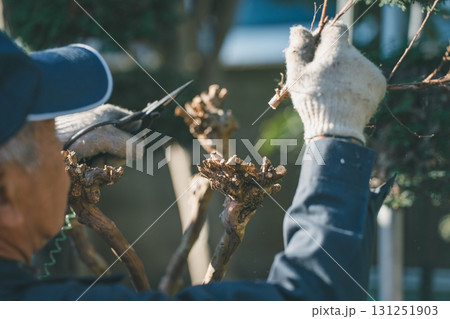Japanese Gardener 131251903
