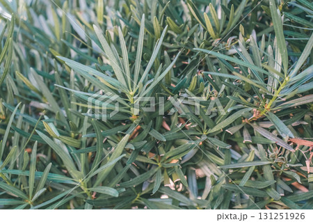 Japanese Gardener Japanese Gardener 131251926