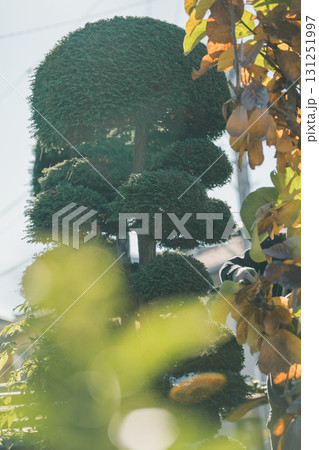 Japanese Gardener 131251997