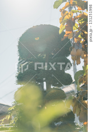 Japanese Gardener Japanese Gardener 131251998