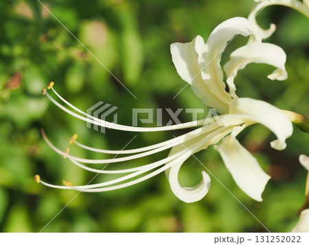 白のヒガンバナ 白のヒガンバナ 131252022