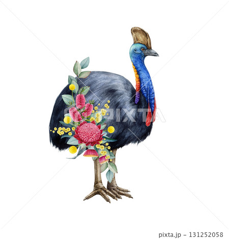 Cassowary with floral decor hand drawn watercolor vintage style illustration. Australian endemic wildlife cassowary flightless bird with Australia wildflowers native flora decor on white background 131252058