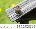 Little redstart (Phoenicurus ochruros). Redstart chick on a wooden roof. 131252314