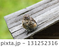 Little redstart (Phoenicurus ochruros). Redstart chick on a wooden roof. 131252316