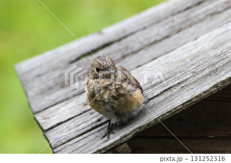 Little redstart (Phoenicurus ochruros). Redstart chick on a wooden roof. 131252316