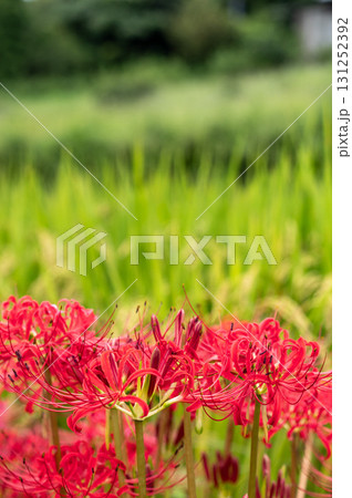 彼岸花と稲田の日本の秋の風景 彼岸花と稲田の日本の秋の風景 131252392