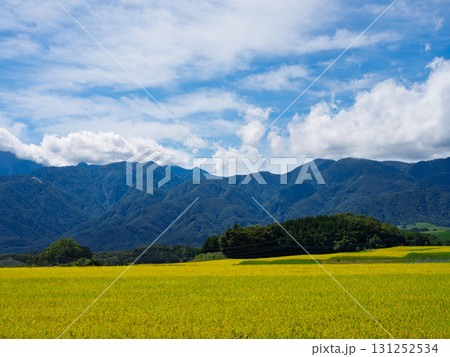 甲斐駒ヶ岳を望む実りの稲穂、秋の日本の原風景 131252534