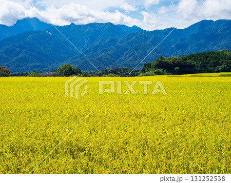 甲斐駒ヶ岳を望む実りの稲穂、秋の日本の原風景 131252538
