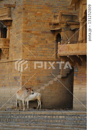 Cow at Village rural area India 131252809