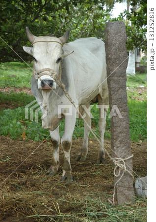 Cow at Village rural area India Cow at Village rural area India 131252816