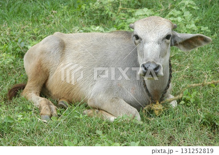 Cow at Village rural area India 131252819