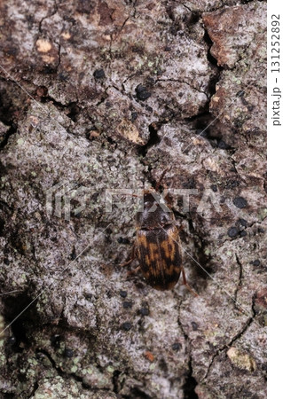 生き物　昆虫　ヒレルコキノコムシ、コキノコムシ科の甲虫。体調は四ミリ前後 131252892