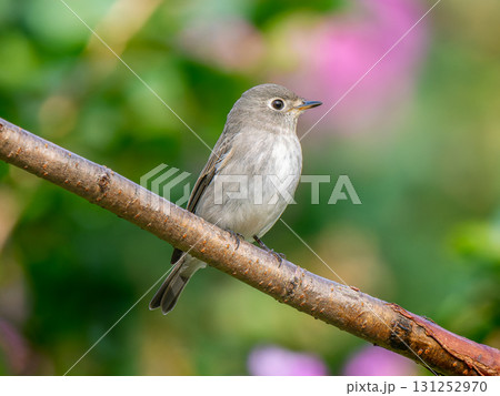 枝にとまるコサメビタキ 枝にとまるコサメビタキ 131252970