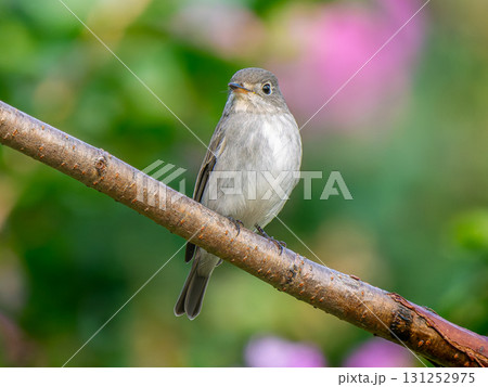 枝にとまるコサメビタキ 131252975