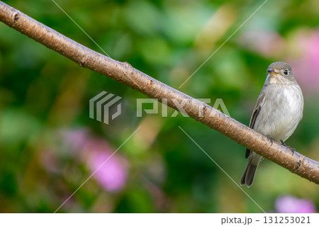 枝にとまるコサメビタキ・コピースペース 131253021