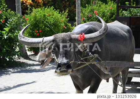 竹富島　ハイビスカスのリボンをつけた水牛 131253026