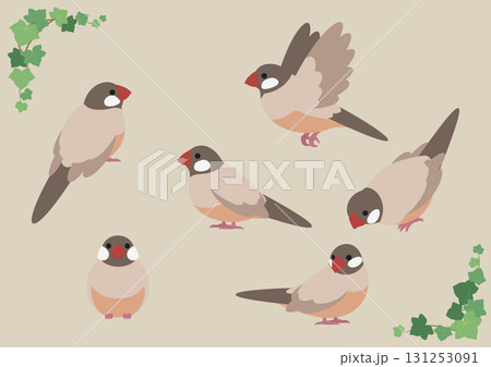 かわいいシナモン文鳥のベクターイラスト素材セット 131253091
