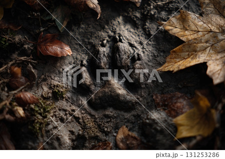Macro Shot of Black Cat Paw Print in Autumn Mud with Leaves 131253286