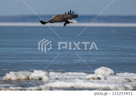 北海道・風蓮湖で獲物を掴むオジロワシ 131253451