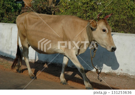 Cow at Village rural area India Cow at Village rural area India 131253636