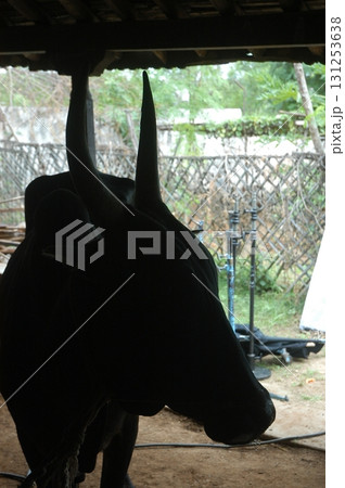 Cow at Village rural area India Cow at Village rural area India 131253638