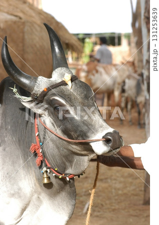 Cow at Village rural area India Cow at Village rural area India 131253639