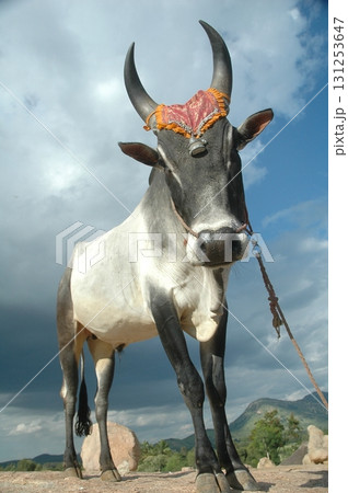 Cow at Village rural area India 131253647
