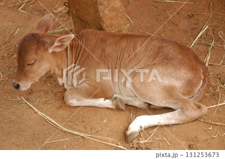 Ox at rural area India 131253673