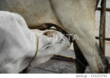 Cow Feeding Calf Rural Home 131253742