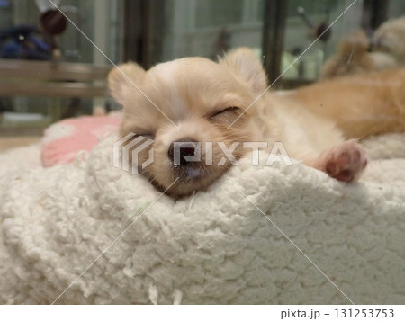 可愛い子犬の寝顔 131253753