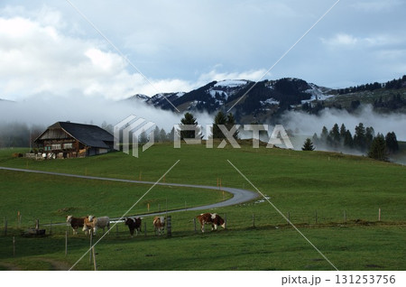 Cow at Switzerland fields 131253756