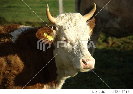 Cow at Switzerland fields 131253758