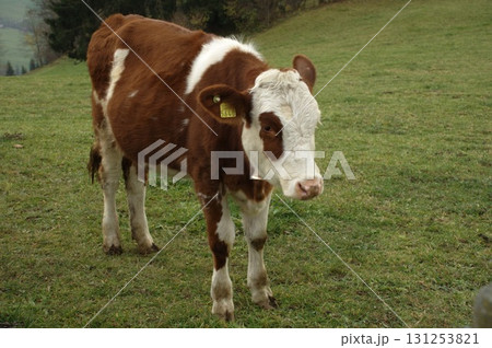 Cow at Switzerland fields 131253821