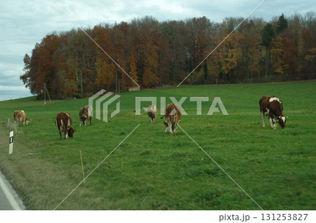 Cow at Switzerland fields Cow at Switzerland fields 131253827