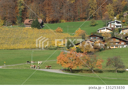 Cow at Switzerland fields Cow at Switzerland fields 131253830