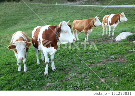 Cow at Switzerland fields Cow at Switzerland fields 131253831