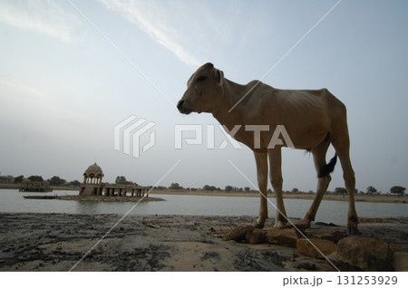 Cow at rural area Cow at rural area 131253929