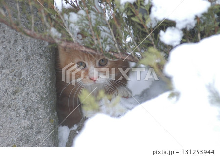 Cat at Home Garden Snow Cat at Home Garden Snow 131253944