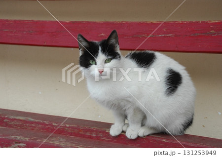 Cat at Home Garden Snow 131253949