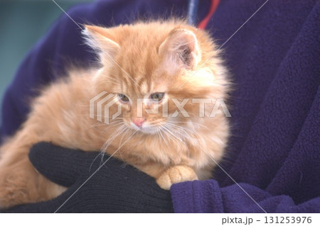 Cat at Home Garden 131253976
